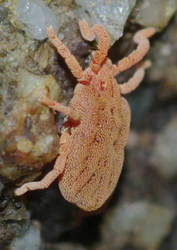 Calyptostomatidae: cfr Calyptostoma sp. - Arcavacata (CS)